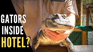 Gator in Gaylord Palms Resort Atrium / has Koi, Bluegill & Oscar glide fish | Florida Travel