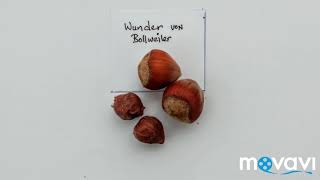 Hazelnut Varieties /Haselnuss Sorten Corylus 2019