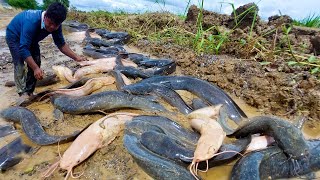 Oh wow Fisherman! Fisherman catch a lots of fish after farmer harvesting rice at field by hand