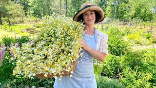 Chamomile Dreams | MY CHAMOMILE HARVEST | Chamomile Iced Tea