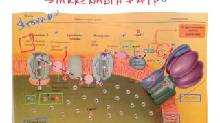 Biol 107 Tutorial LightReactions of Photosynthesis