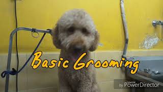 STANDARD POODLE THE BASIC GROOMING AT JY PET SALON