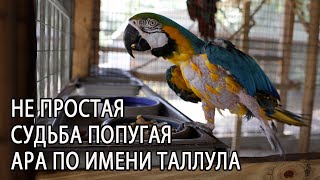 СТУДЕНТЫ РЕШИЛИ СДЕЛАТЬ БИЗНЕС НА РАЗВЕДЕНИИ ПОПУГАЕВ АРА В СТУДЕНЧЕСКОМ ОБЩЕЖИТИИ