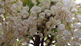 Japanese Wisteria Garden in Hekinan!!!