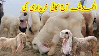 14 September today animals rates updates|Sheep farming in Pakistan