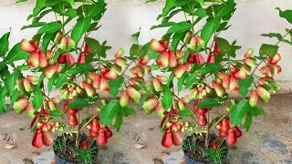 Creative idea How to Rose apple contain Propagate seeds in a water bottle and banana