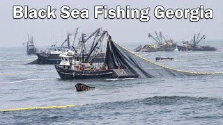 Black Sea Anchovy Fishing II Black Sea Fishing Georgia II Black Sea Fishing Boat II European anchovy