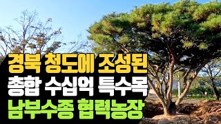 경북 청도에 조성된 총합 수십억 특수목, 남부수종 협력농장 | 나무대장🌳 나무농사의 모든것