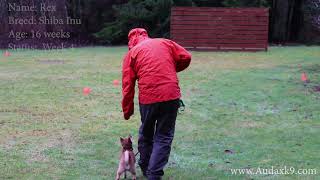 Rex Shiba Inu Puppy Board and Train Week 4