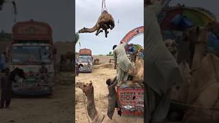 Camels#animals #camel #youtubeshorts #youtubevideos #ytshorts #shorts