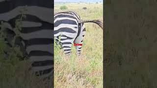 #Female zebra