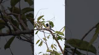 Cinereous Tit Bird (Parus cinereus) #birds #backyardwildlife #birdsvideo #4k #4kwildlife