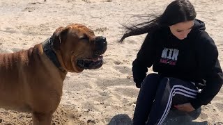 At The Beach with My Boerboel’s #doglover #boerboel