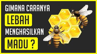 Gimana Proses Lebah Bisa Menghasilkan Madu ?