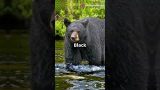 Amazing Black Bear Facts You Didn't Know! #factshorts #biologyeducation  #biodiversity