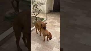 Dog Mating 🥰🥰🥰🥰🥰