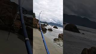 Pesca de praia em Ubatuba, é pampo na certa! #ubatuba #fishing #pesca