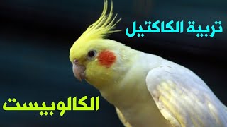 تربية طائر الكوكتيل