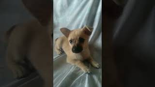 #animais #engraçado #cachorro #viral #video