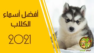 Pest Pet's name |  أفضل أسماء الكلاب عربي وأجنبي 2021