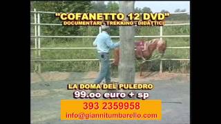 Cavallo Mania regali sotto l'albero collezione di 12 dvd