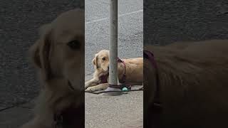 Retriever relaxing with the post