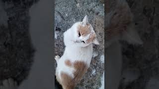 🐱 кот Мурзик