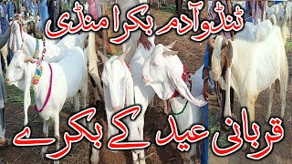 Bakra Mandi Tando adam || Bakra Eid 2024 || Latest Updates