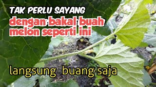 BAKAL BUAH MELON SEPERTI APA YANG HARUS DIBUANG