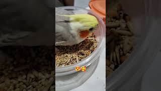 calopsita comendo 😍#short #birds #aves #calopsitas #pets