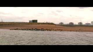 Colony of Seals on the Beach at Seal Sands, Hartlepool Bay, Teesside UK