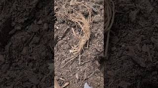 How We Plant Strawberry Crowns! #farmlife #shorts #garden #homesteading #diy #strawberry #homestead