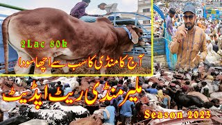 MALIR MANDI RATE UPDATE : SHOKEENE LOVER : UPDATE 30-05-2023