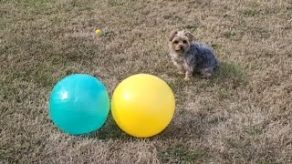 "Rylie's Big Ball Challenge: The Ultimate Showdown #yorkies #Rylie #footballsoccer #viralvideo