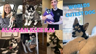 Alaskan Klee Kai: 7 weeks - 1 year transformation