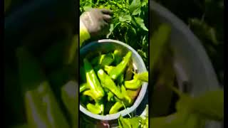 "¡La Magia de la Pizca de Chile! 🌶️ Descubre el Sabor y la Tradición"  #agricultura #shortsviral