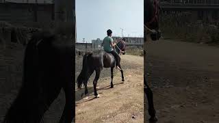 #horse riding #trending #horse lovers#sarangkheda