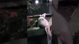 VIRAL DI SOSMED IKAN KEBAL MENGELUARKAN API #shorts #viral