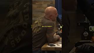 Rogan Reacts to Elephants Painting!