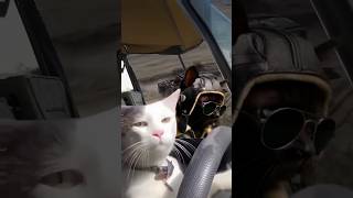 Who do you think is better 🔥 😎    #Cat 🔥 #Helicoptor vs #car  #viralvideo