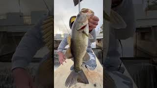 Spillway Chunky Bass Fishing #bassfishing #rushingwater