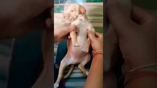 funny Pitbull puppy #viral #pitbull #cute