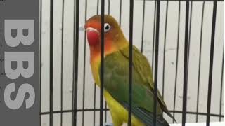 Love Bird Singing Training For Master 1