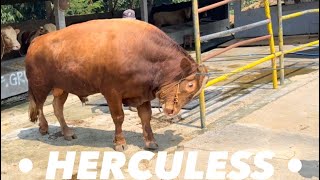 • HERCULESS• SAPI LIMOSINN JUMBO TINGGI PANJANG AKBAR FARM‼️