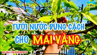 @Chăm sóc Mai Vàng - Tưới nước đúng cách để cây Mai Vàng phát triển tươi tốt