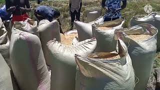 How rice harvesting is done//transportation and drying