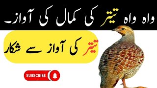 تیتر کی آواز سے شکار||Teetar ki awaz||Teetar voice for Hunting||@Bilalbirdsfarming