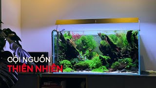 HỒ THỦY SINH W9Ocm BỐ CỤC LÕM - CỘI NGUỒN THIÊN NHIÊN