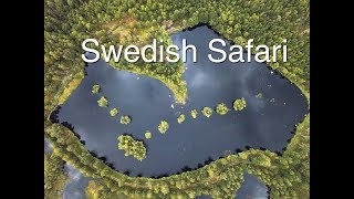 Swedish Safari