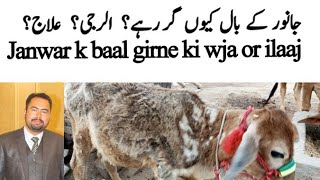 Baal girne ka ilaaj - Dr Waheed Ahsan